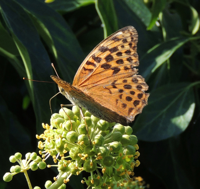 Argynnis paphia Nymphalidae